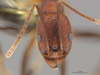 Media type: image;   Entomology 669686